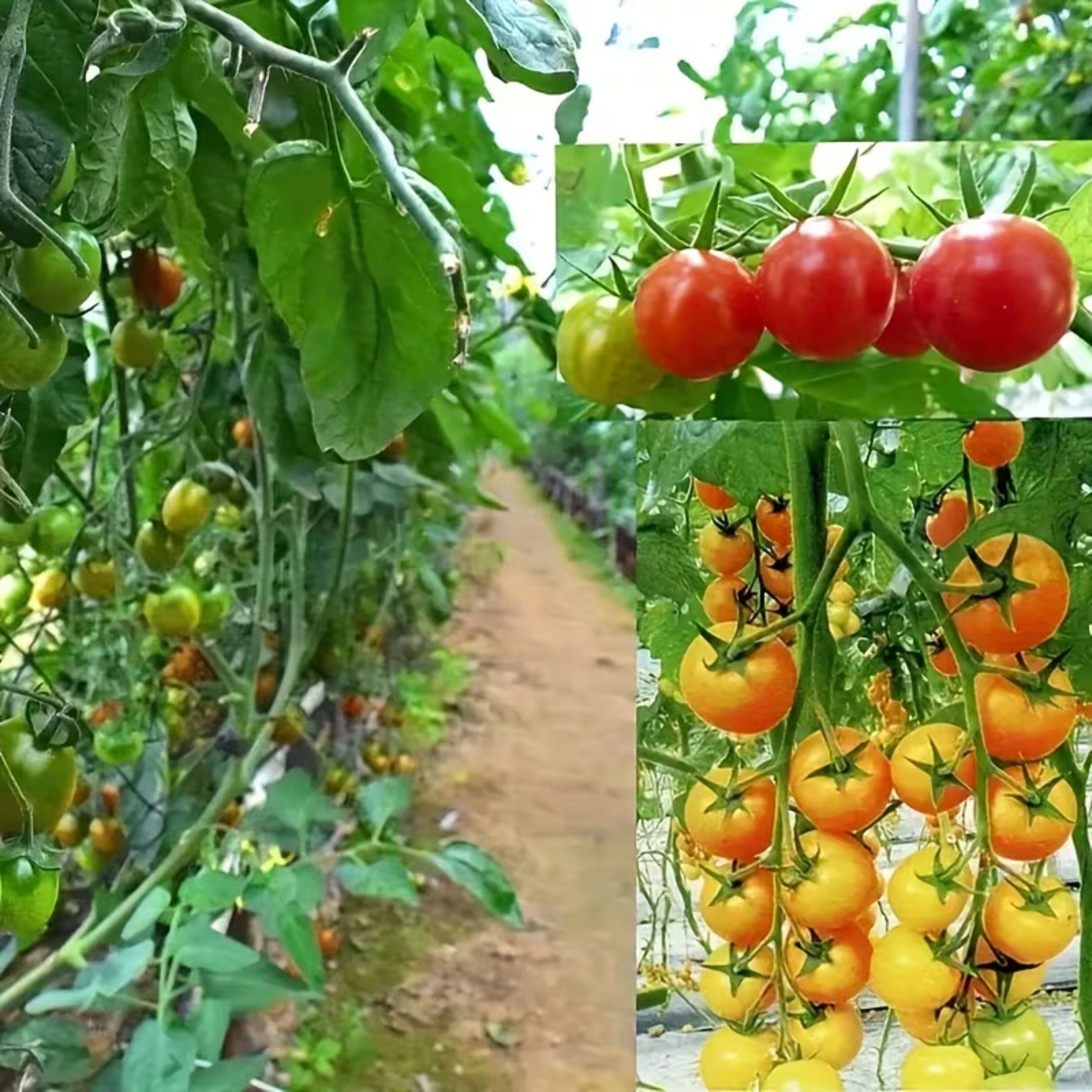 Back. Kitcheniva - Trellis Netting for Climbing Plants (6x12 Ft) - Perfect for Tomatoes, Peas, Cucumbers, Grapes.