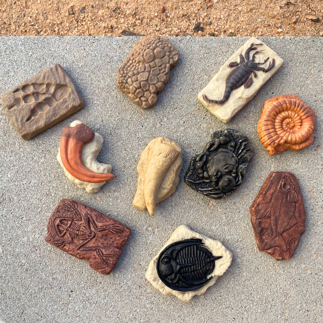 Alt View 3. Safari Ltd. - Ancient Fossils Toob Toy.