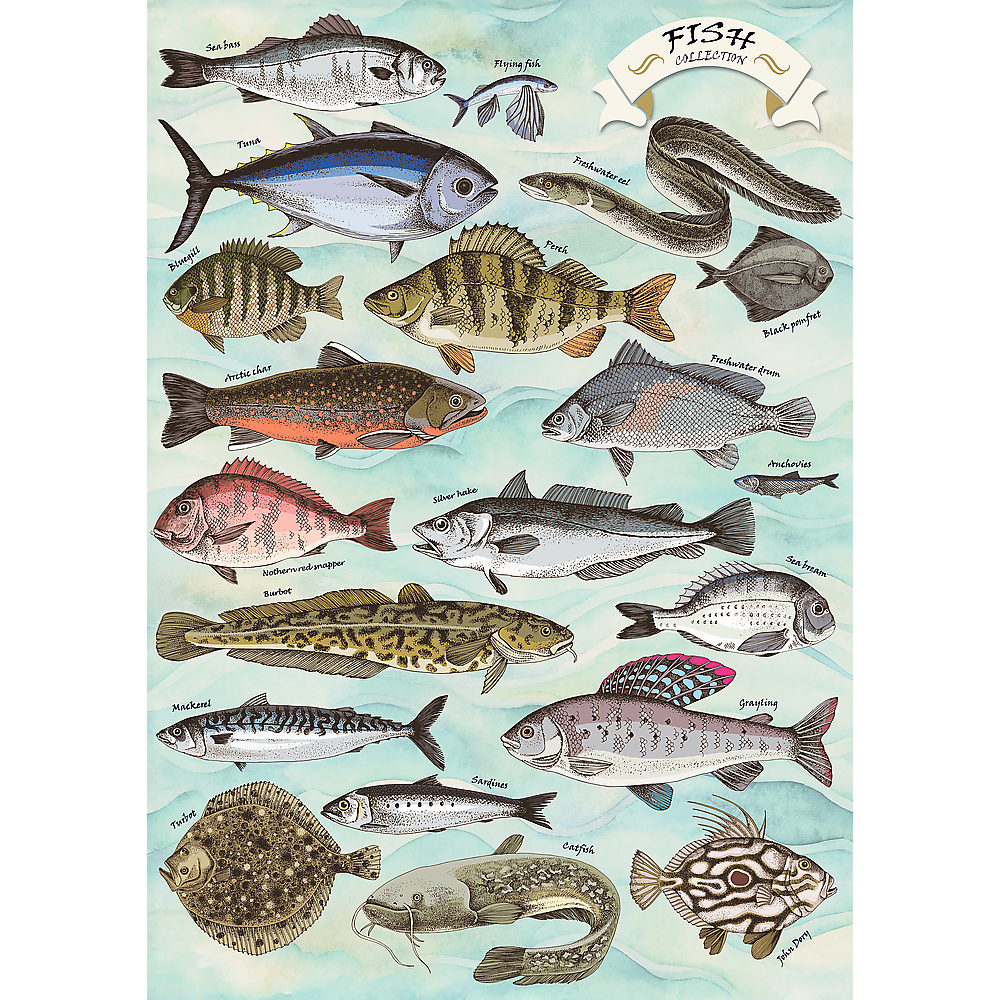 Sea bass  
Flying fish  
FISH COLLECTION  
Tuna  
Freshwater al  
Bluegill  
Arctic char  
Perch  
Black pomfret  
Black Freshwater  
Anchovies  
Silver hake  
Watherned/snapper  
Surbot  
SEATHARK Sea  
Mackeral  
Graphing  
Turbet  
SANGOUS  
catfish  
John-Dery
