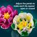 Adjust the petals to make each lily appear open or closed