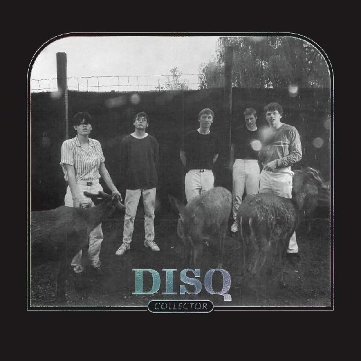 Disq - Collector   - COMPACT DISCS [CD] price history on PriceWatchPro