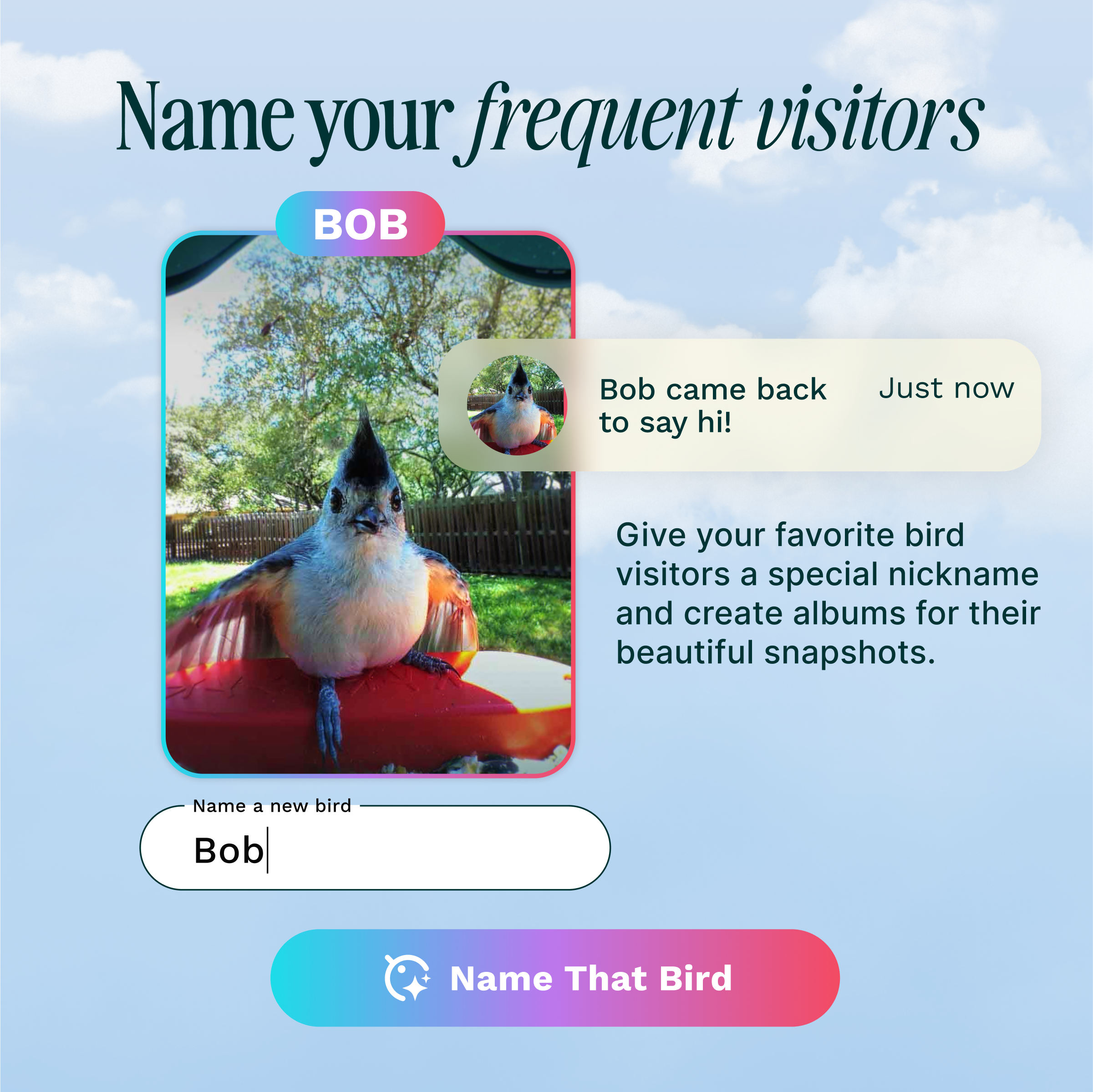 Name your frequent visitors BOB. Bob came back to say hi! Just now. Give your favorite bird visitors a special nickname and create albums for their beautiful snapshots. Name a new bird Bob. Name That Bird.
