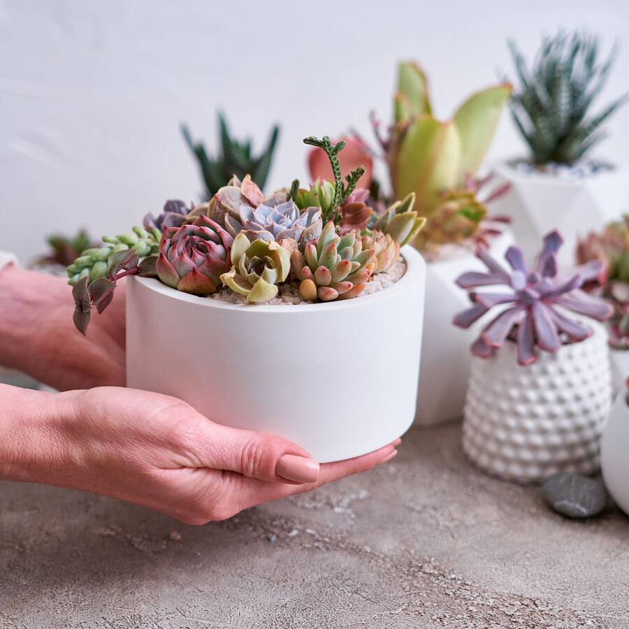 Blue Gradient Back Unique Bargains Artificial Succulent Plants 6pcs Small Realistic Fake ...