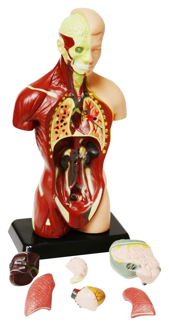 Front. Elenco - 8-Piece Small Human Torso Anatomy Set - Multi.