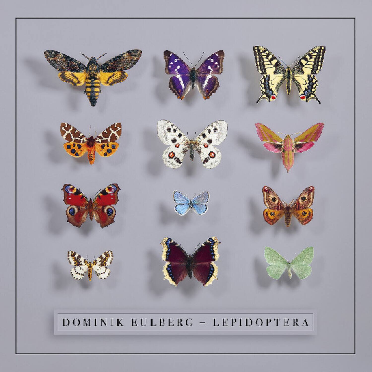 DOMINIK EULBERG - LEPIDOPTERA