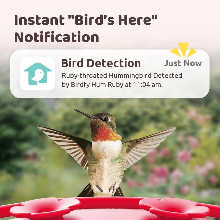 Hummingbird Instant BIRDFY Humming Bird Feeder with Camera, 1080P FHD Hummingbird Feeder ...