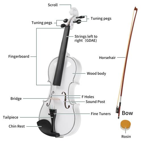Scroll  
Tuning pegs  
Strings left to right (GDAE)  
Fingerboard  
Horsehair  
Wood body  
Bridge  
F Holes  
Sound Post  
Tailpiece  
Fine Tuners  
Bow  
Chin Rest  
Rosin