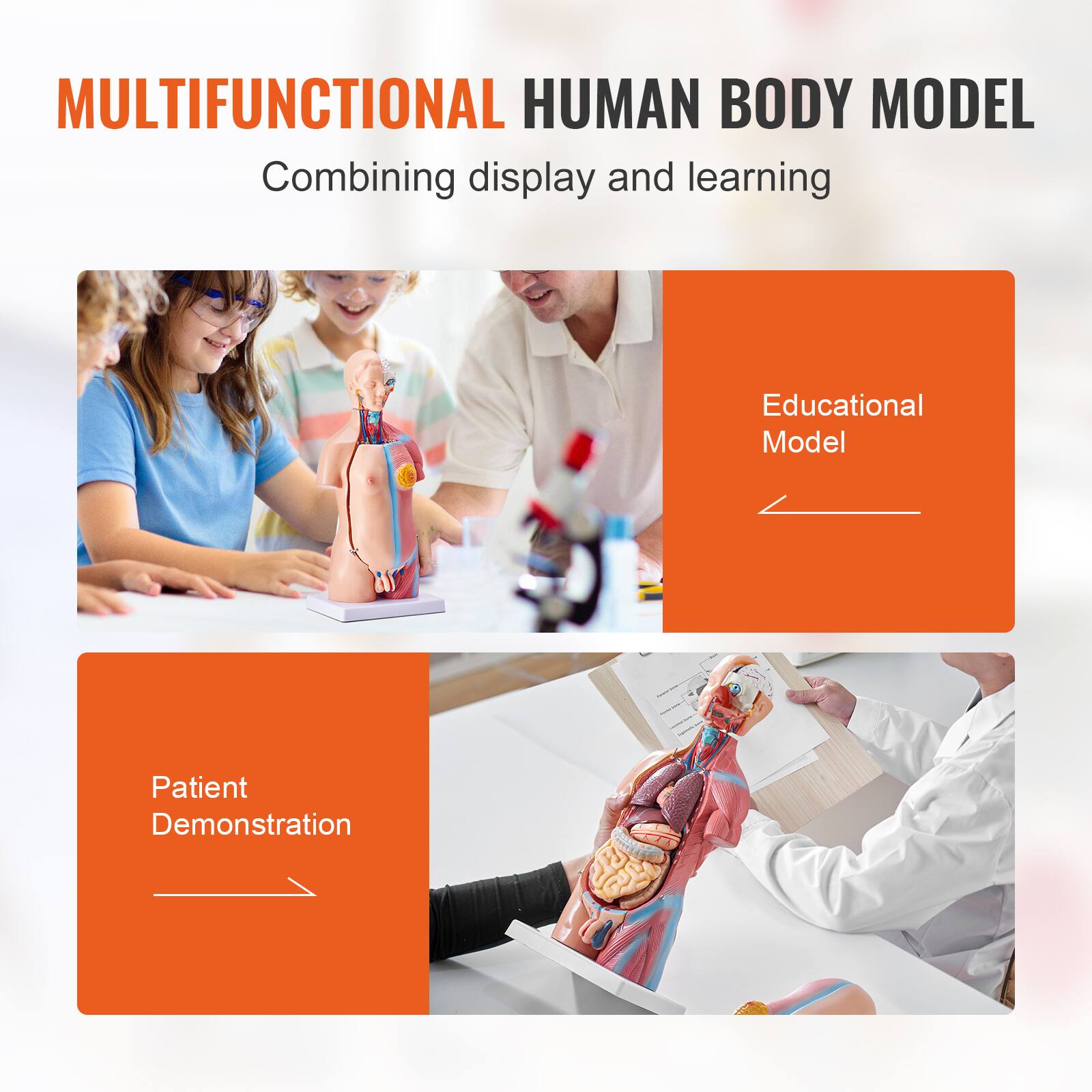 MULTIFUNCTIONAL HUMAN BODY MODEL  
Combining display and learning  

Educational Model  

Patient Demonstration