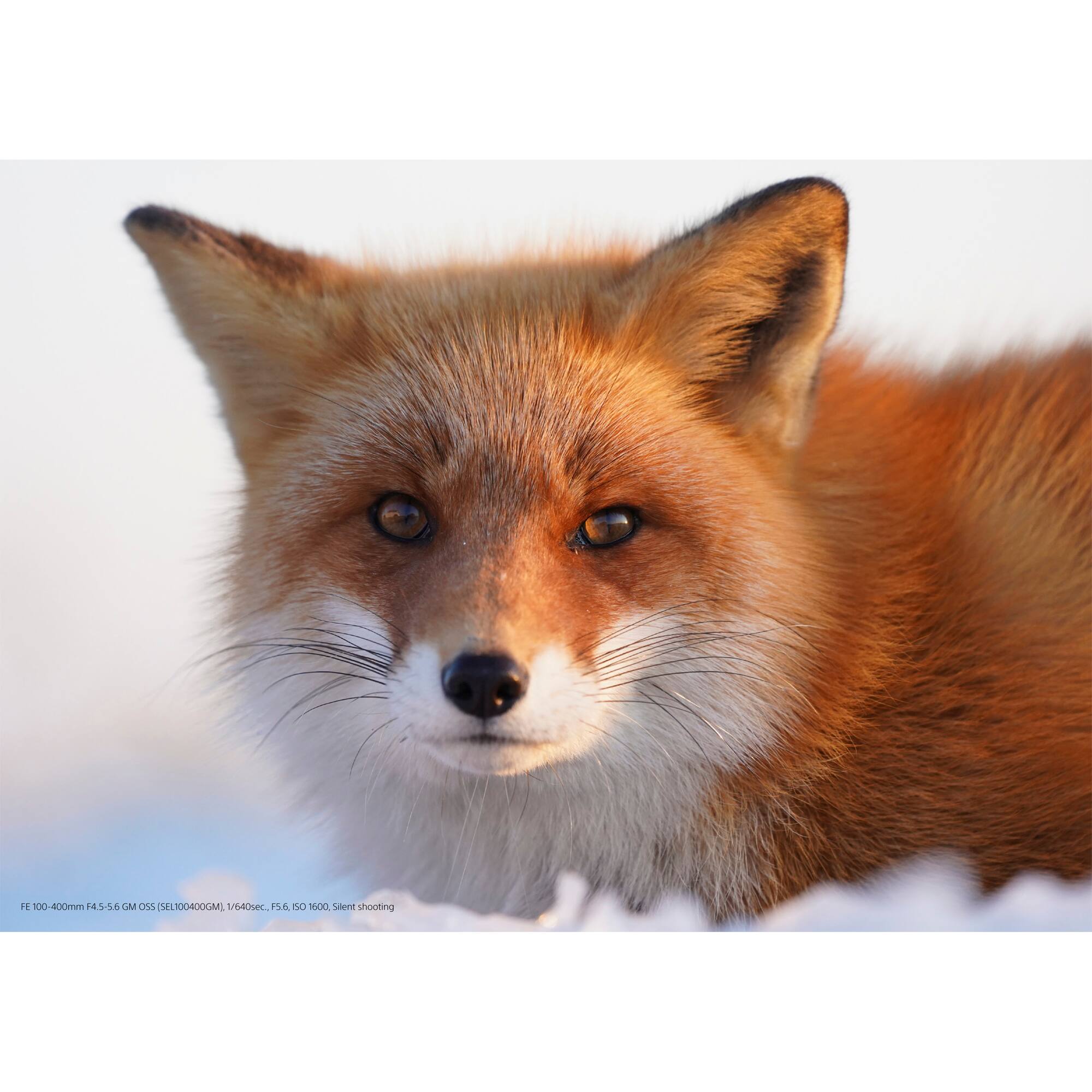 FE 100-400mm f/4.5-5.6 GM OSS (SEL100400GM)  
1/640sec.  
F5.6, ISO 1600, Silent shooting