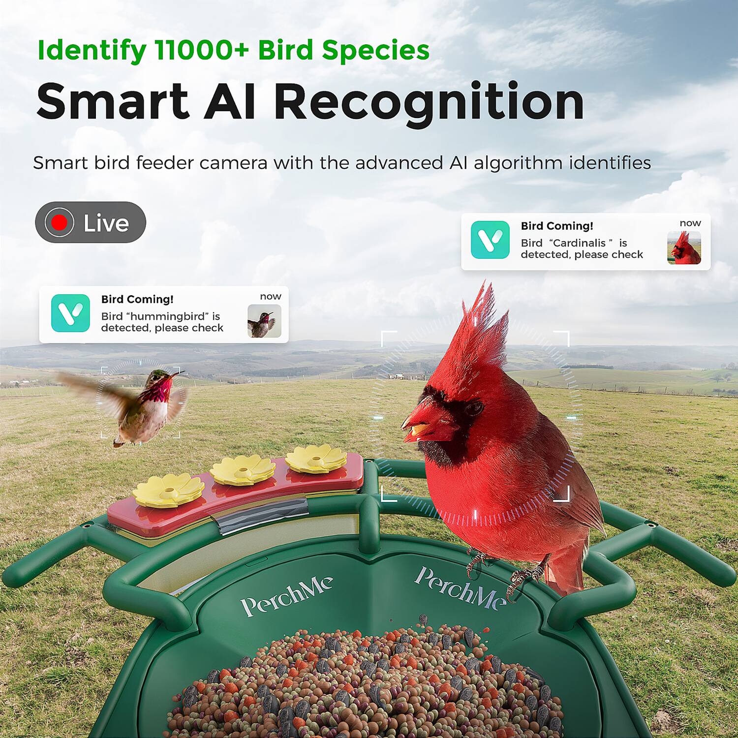Identify 11000+ Bird Species  
Smart AI Recognition  

Smart bird feeder camera with the advanced AI algorithm identifies  

Live  

Bird Coming!  
Bird "Cardinals" is detected, please check  

Bird Coming!  
Bird "hummingbird" is detected, please check  

PerchMe  
PerchMe
