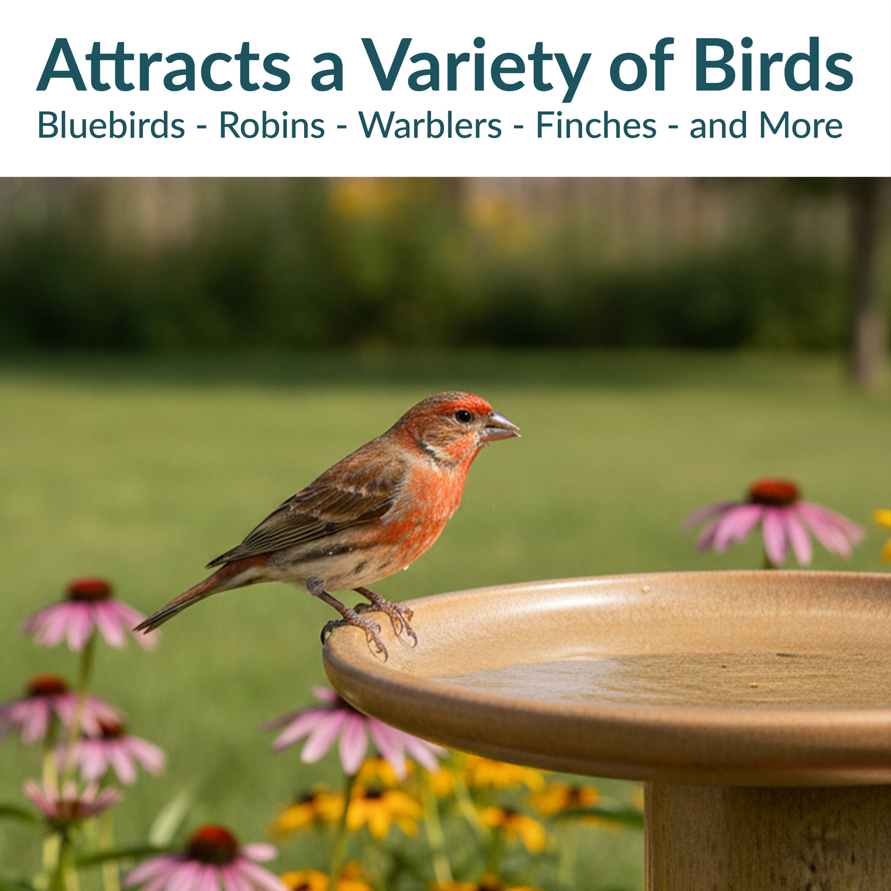 Attracts a Variety of Birds  
Bluebirds - Robins - Warblers - Finches - and More