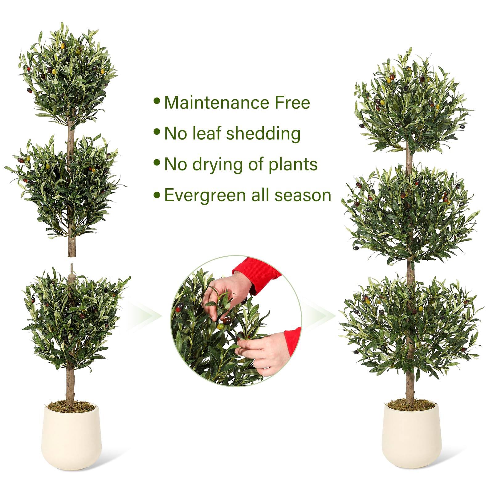 - Maintenance Free
- No leaf shedding
- No drying of plants
- Evergreen all season