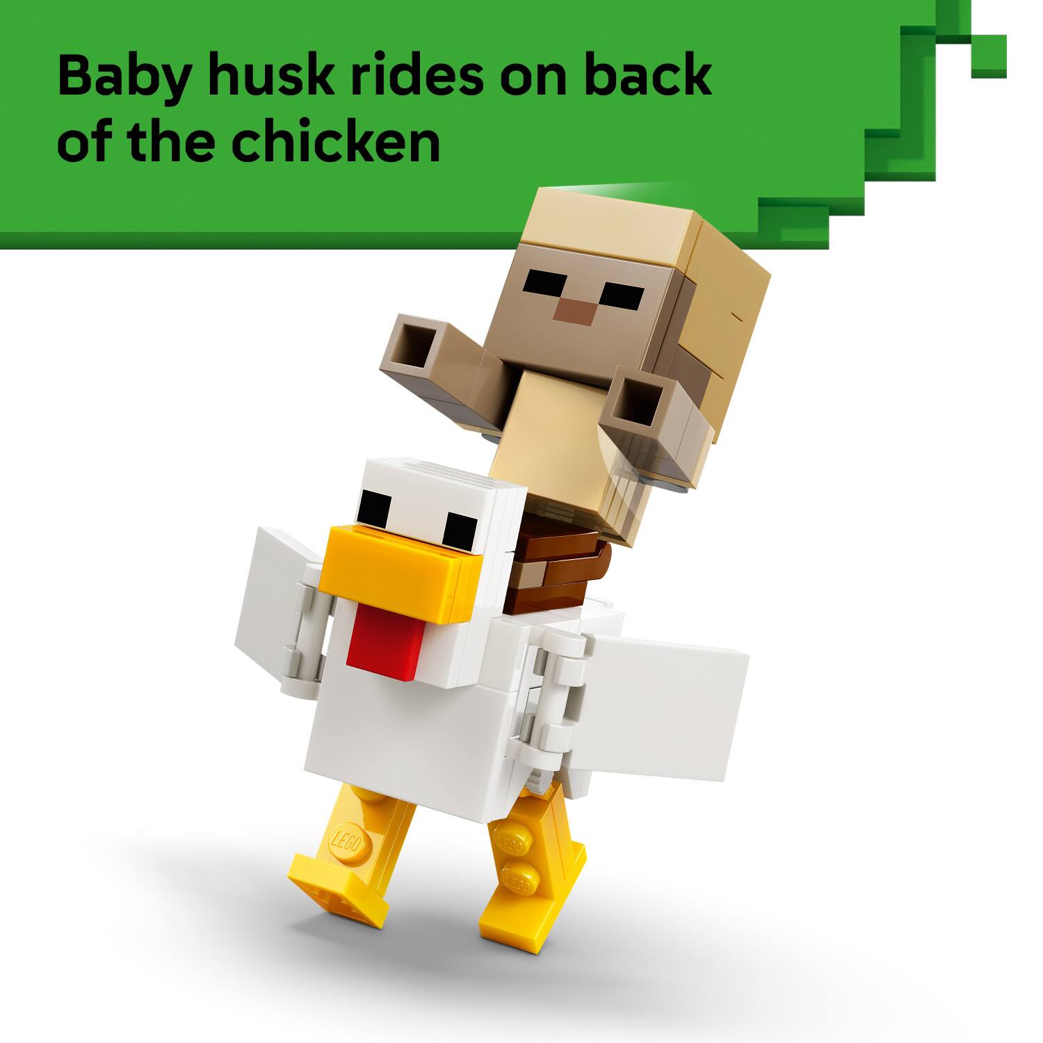 Baby husk rides on back of the chicken