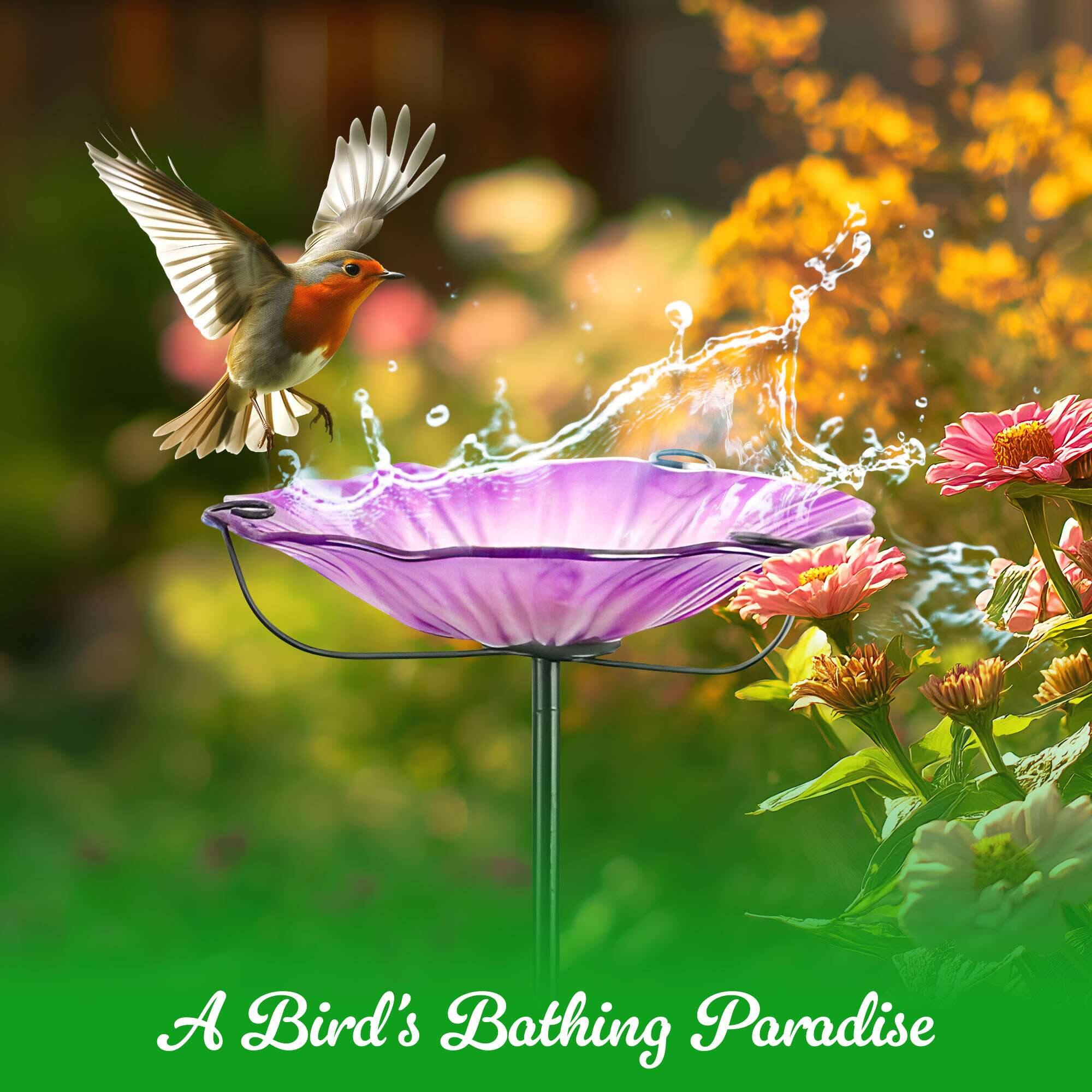 A Bird's Bathing Paradise