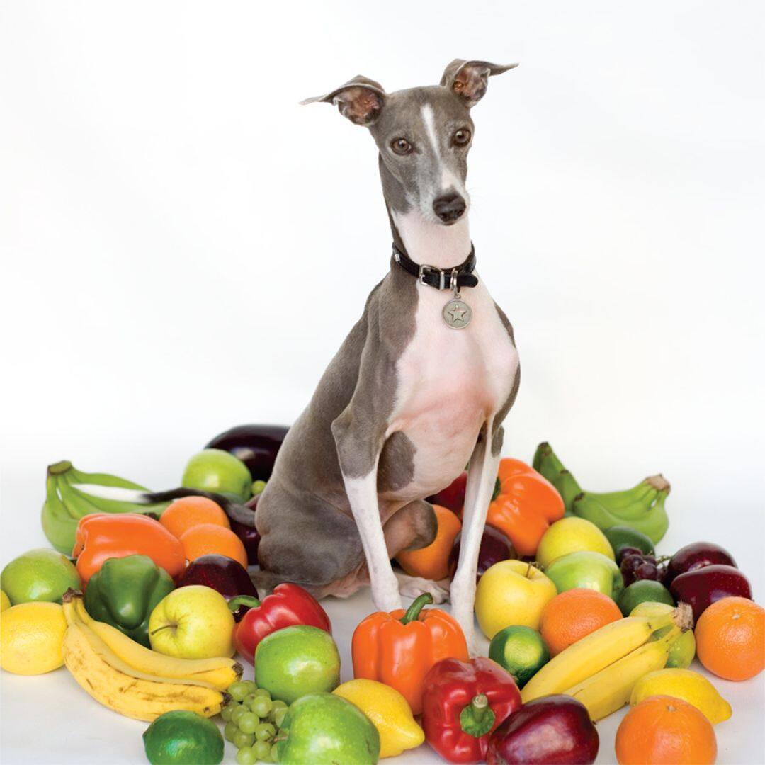 are italian greyhound noisy