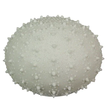 Front. Contrast Inc. - 8.5 Inch Resin LED Sea Urchin Accent Lamp Decorative Sea Table Light Nautical Home Decor - White.