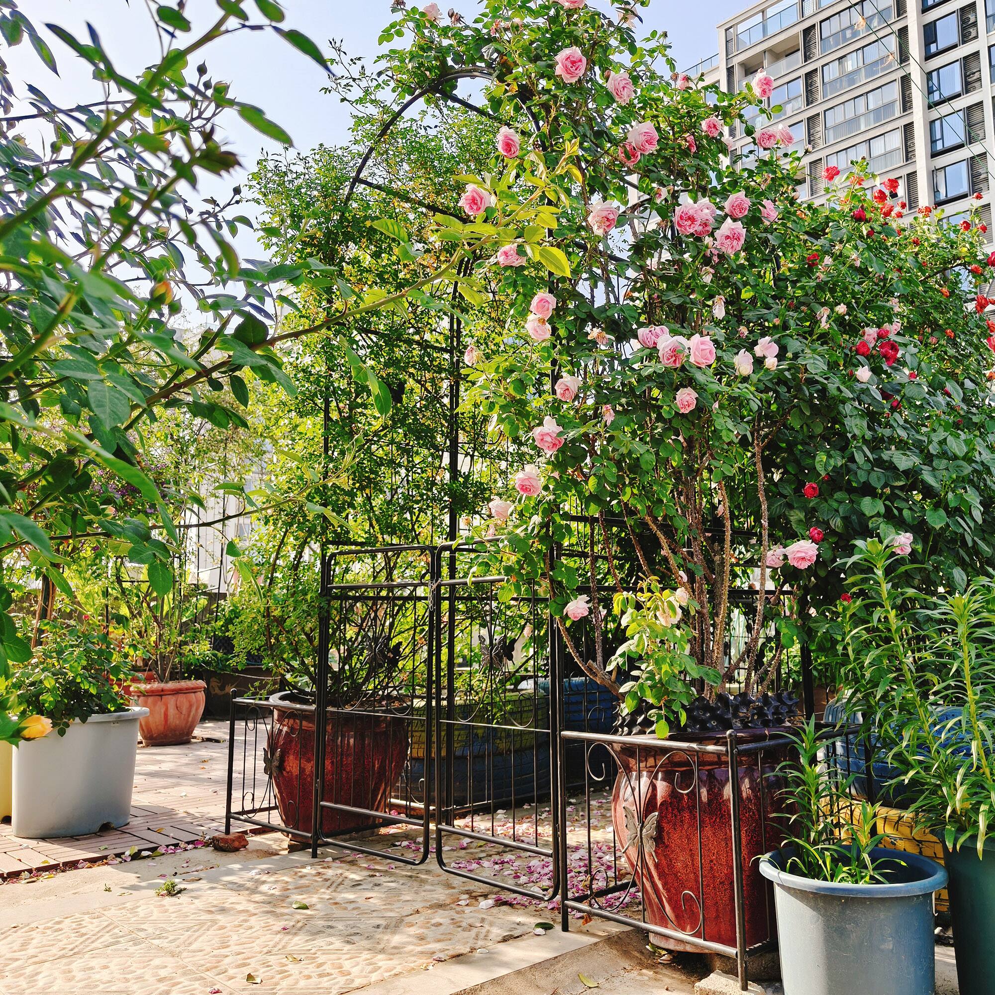 Back. Loheer - 6.63 ft W x 7.22 ft H Metal Garden Arch with Gate Rose Trellis for Outdoor Yard Wedding - Black.