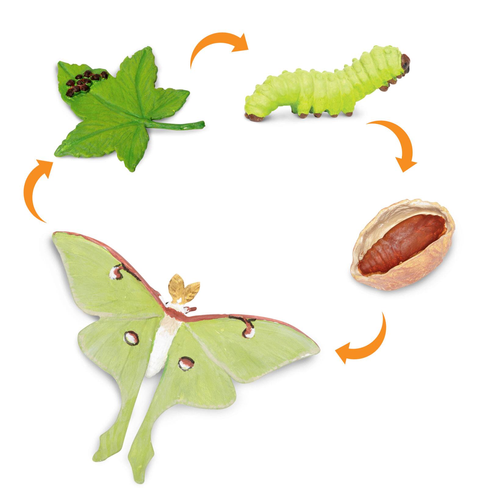 Angle. Safari Ltd. - Life Cycle Of A Luna Moth Toy.