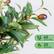 60 olive fruits
20 branches