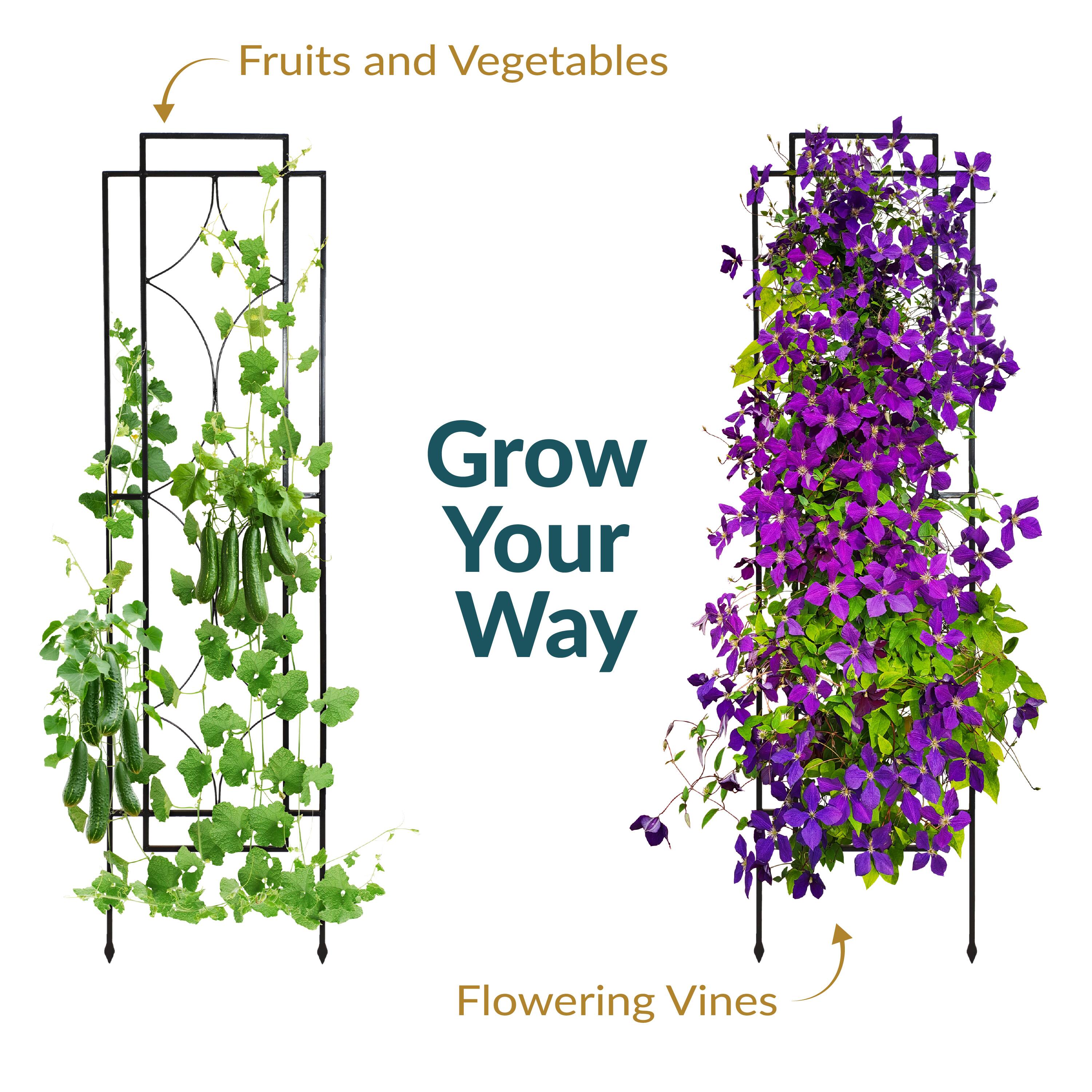 Fruits and Vegetables  
Grow Your Way  
Flowering Vines