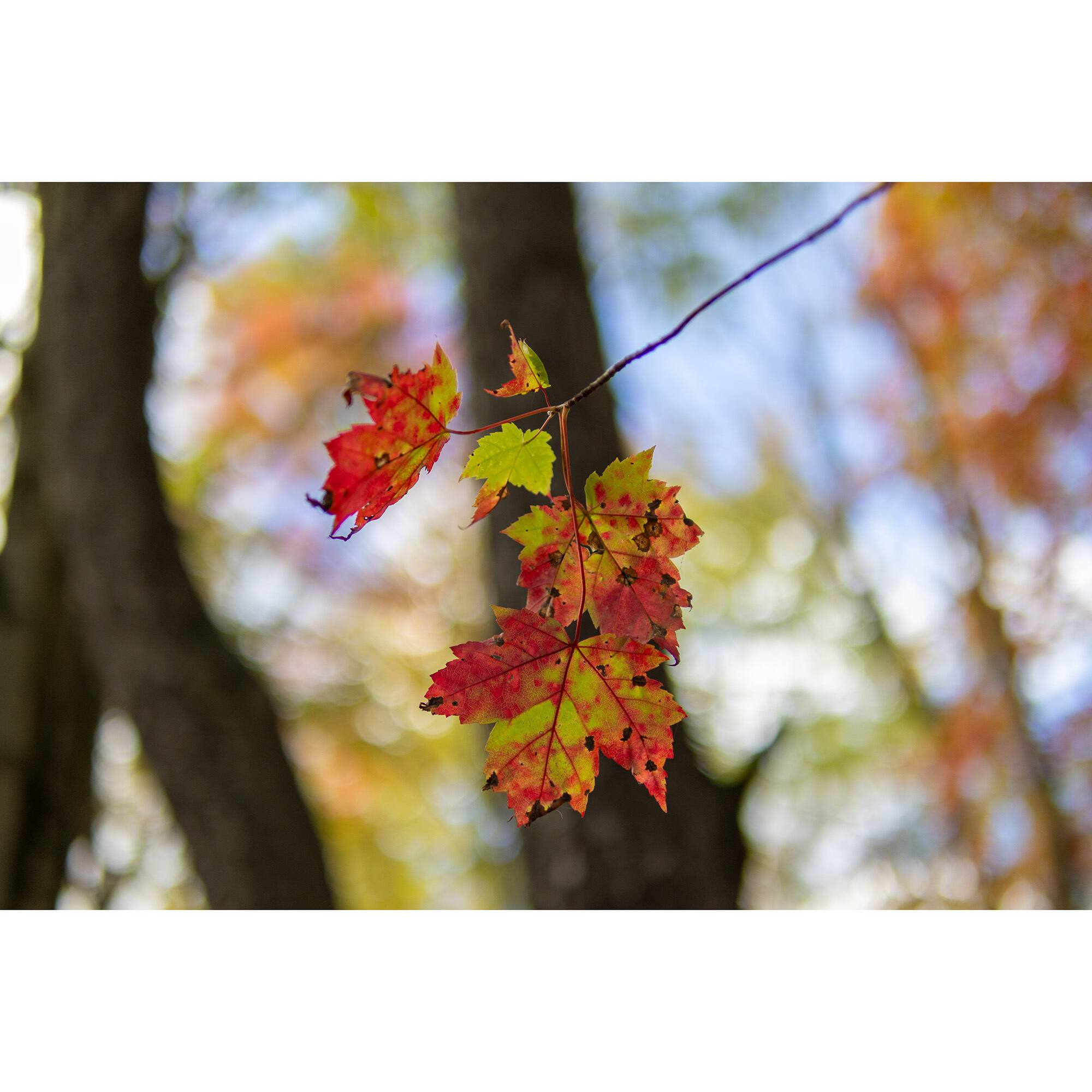 Back. Sigma - Sigma 30mm F1.4 DC DN Lens Canon RF.