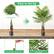 Easy to Set Up
x 12 Leaves
Note: The length of leaves is different, you can insert them according to your needs
Insert the tube into the stem
Bend the leaves to adjust the ideal shape