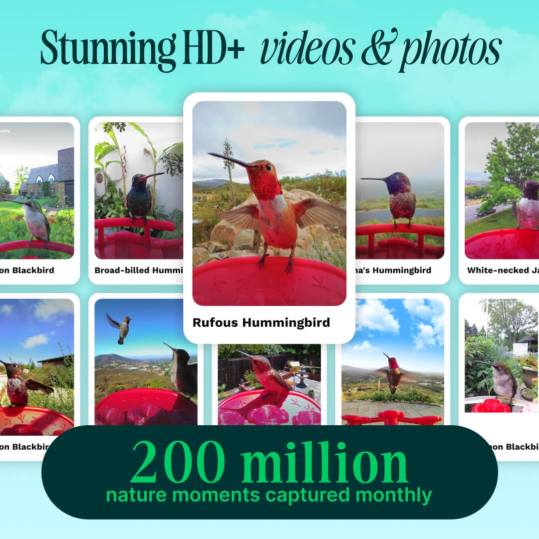 Stunning HD+ videos & photos of Blackbird, Broad-billed Hummingbird, White-necked J Rufous Hummingbird, and others. 200 million nature moments captured monthly.
