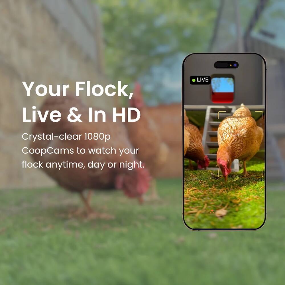 Your Flock, Live & In HD

Crystal-clear 1080p CoopCams to watch your flock anytime, day or night.