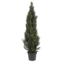 BreeBe - 5' Mini Cedar Pine Tree w/1565 Lvs - Green