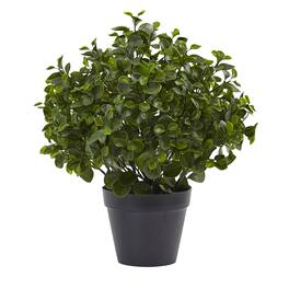 BreeBe - 23" Peperomia Plant UV Resistant (Indoor/Outdoor) - Green