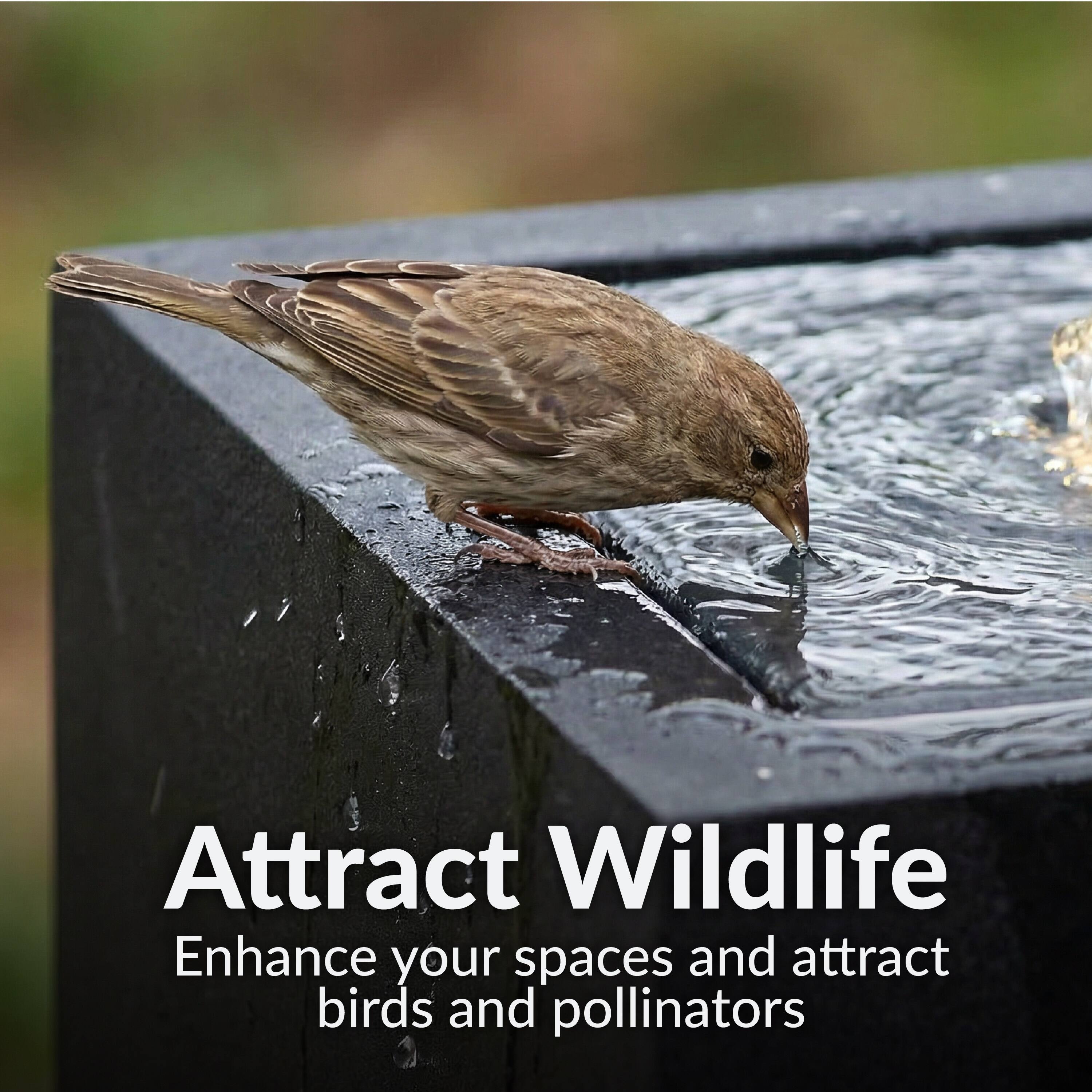 Attract Wildlife  
Enhance your spaces and attract birds and pollinators