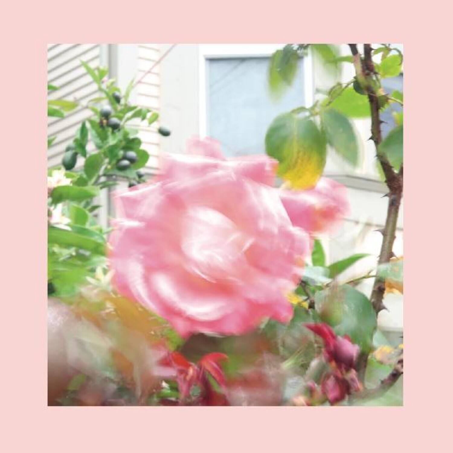 Pinks and Purples Reds - Summer At Land's End   - COMPACT DISCS [CD] price history on PriceWatchPro