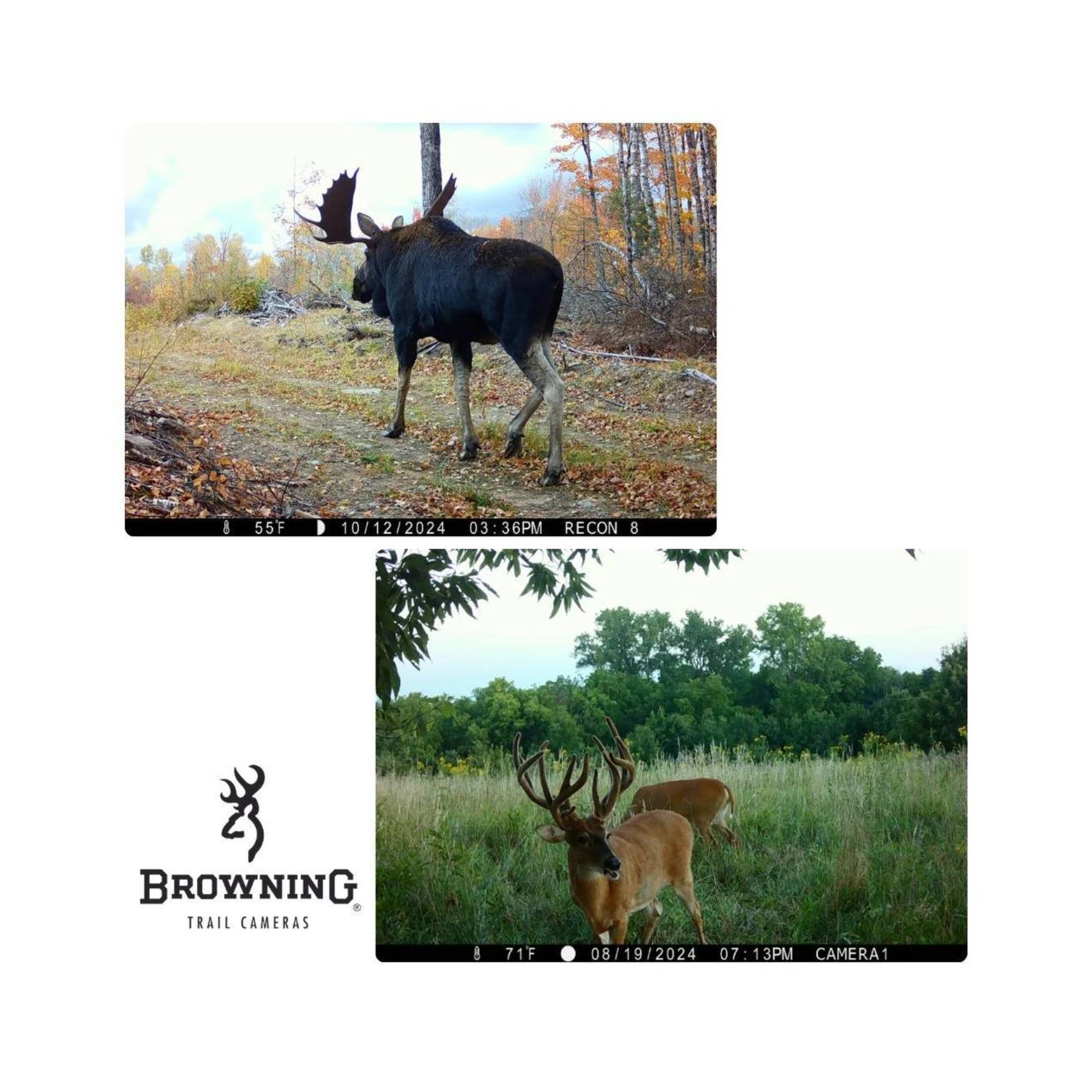 8 55F 10/12/2024 03:36PM RECON 8 BROWNING TRAIL CAMERAS  
71F 08/19/2024 07:13PM CAMERA1