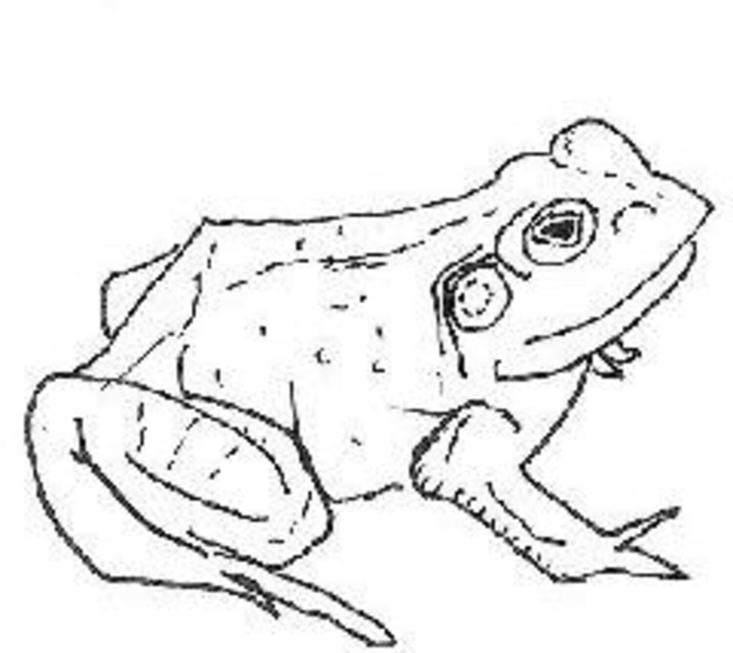 Front. Aoife O'Donovan - Bull Frogs Croon (and Other Songs)   - VINYL LP.