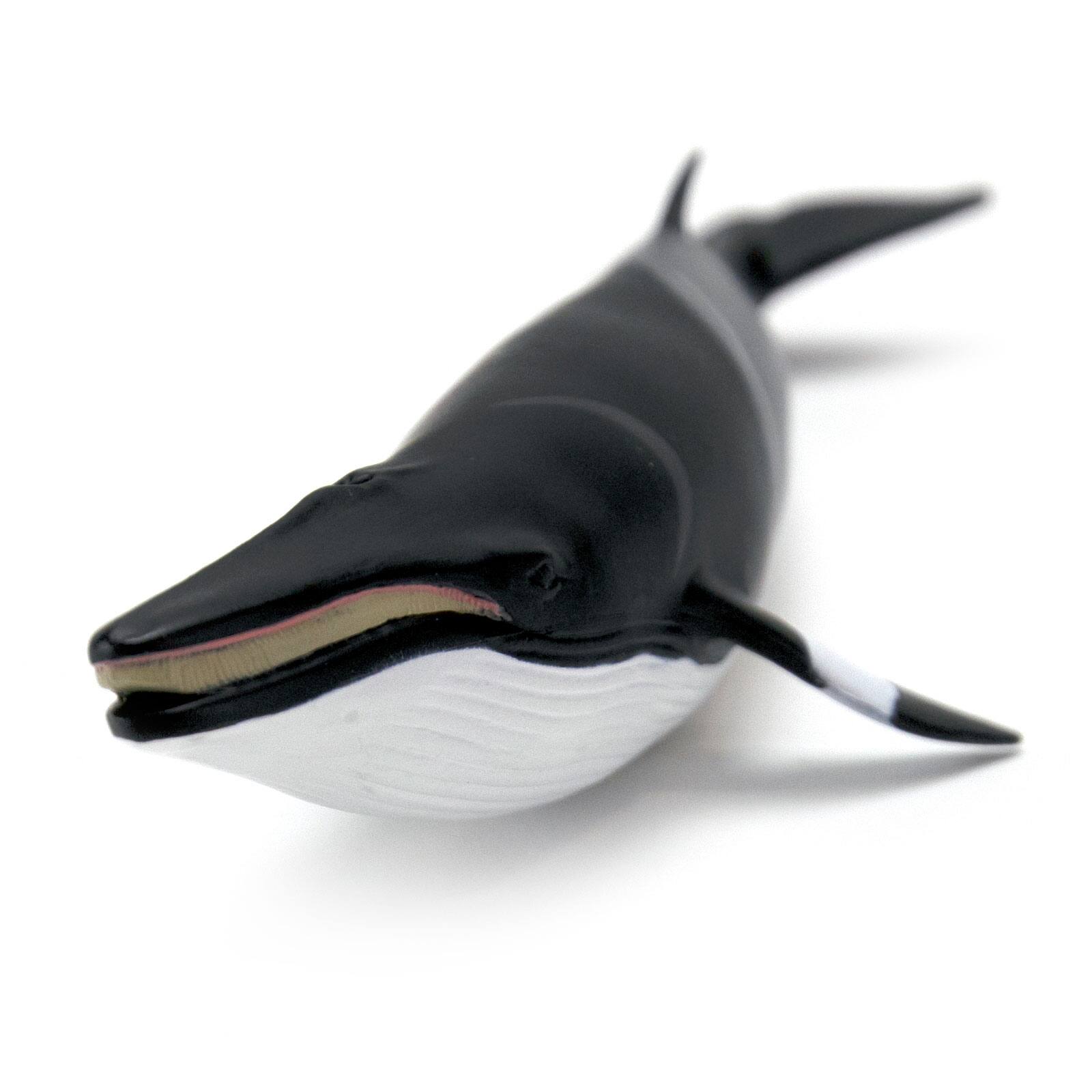 Back. Safari Ltd. - Minke Whale.