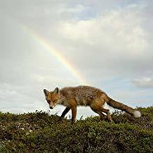 Front. Buck Meek - Buck Meek   - VINYL LP.