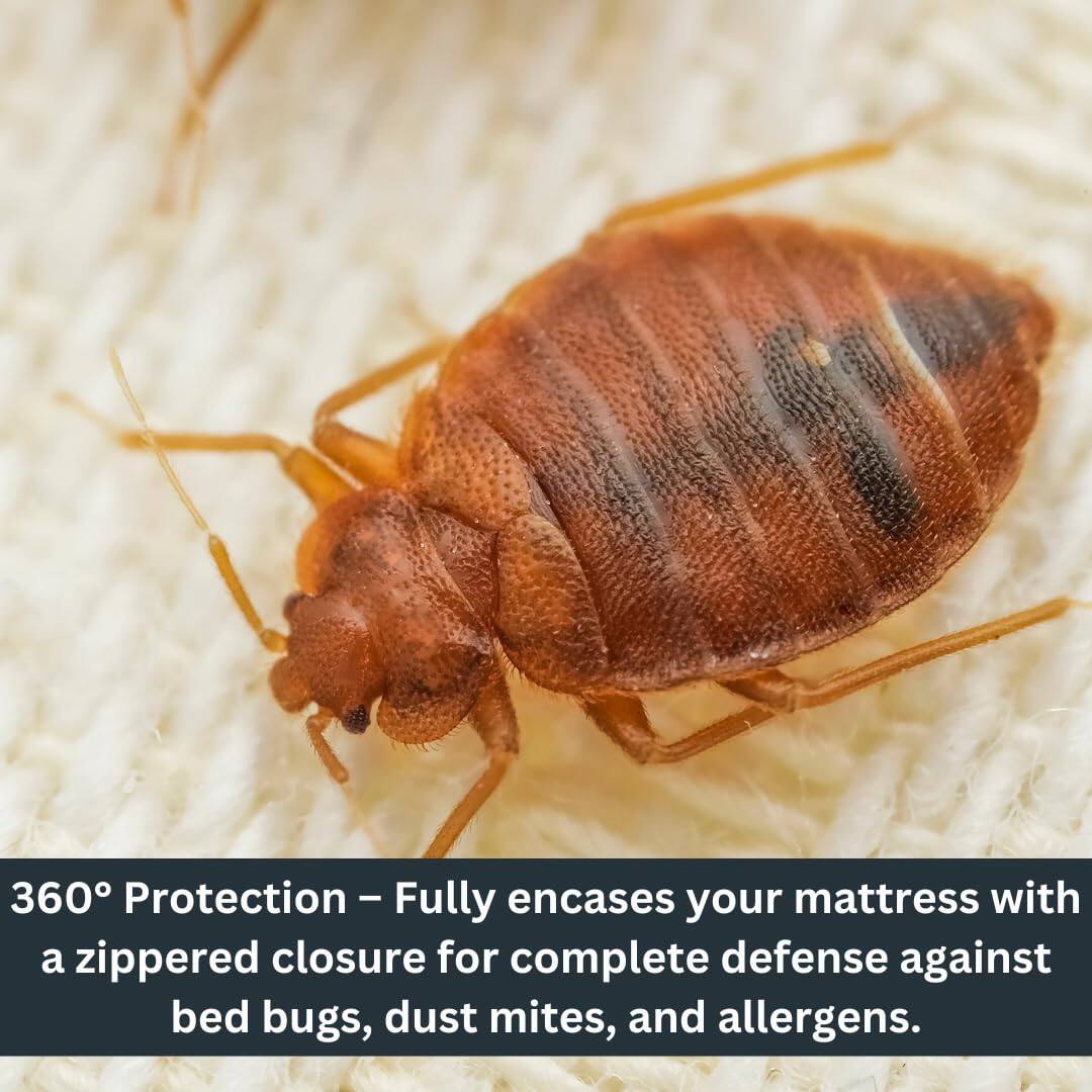 360° Protection – Fully encases your mattress with a zippered closure for complete defense against bed bugs, dust mites, and allergens.