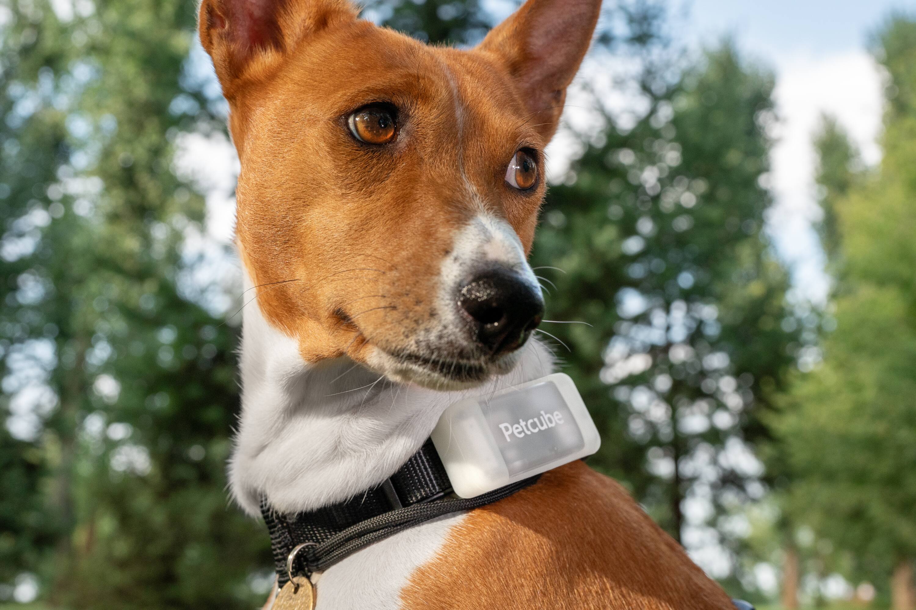 Alt View 2. Petcube - GPS Tracker | Pet GPS Tracker with Escape Alerts, Virtual Fences, Activity Monitoring, Glow, Waterproof - Grey.