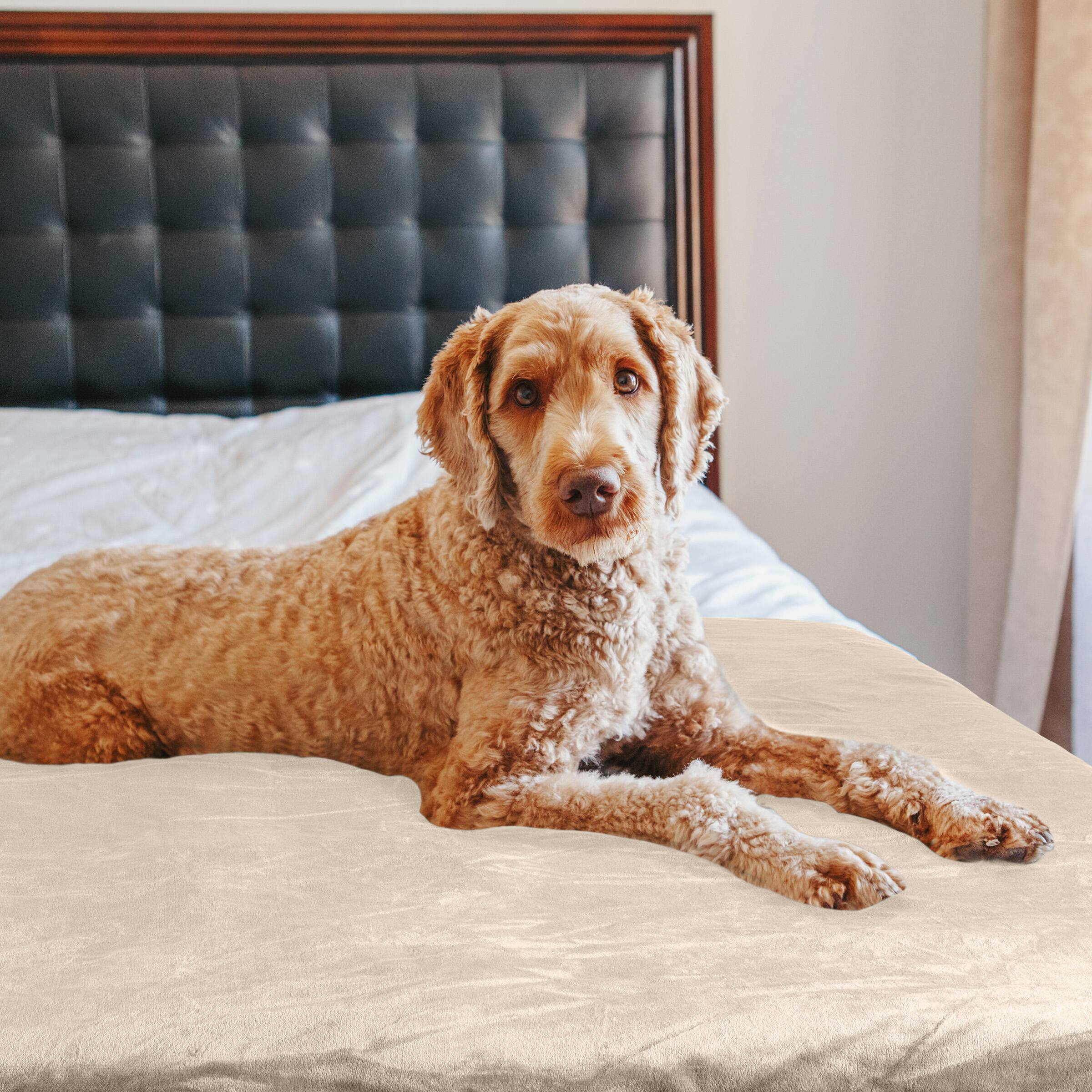 Left. PetMaker - 60x80 Water-Resistant Dog Blanket - Cream.