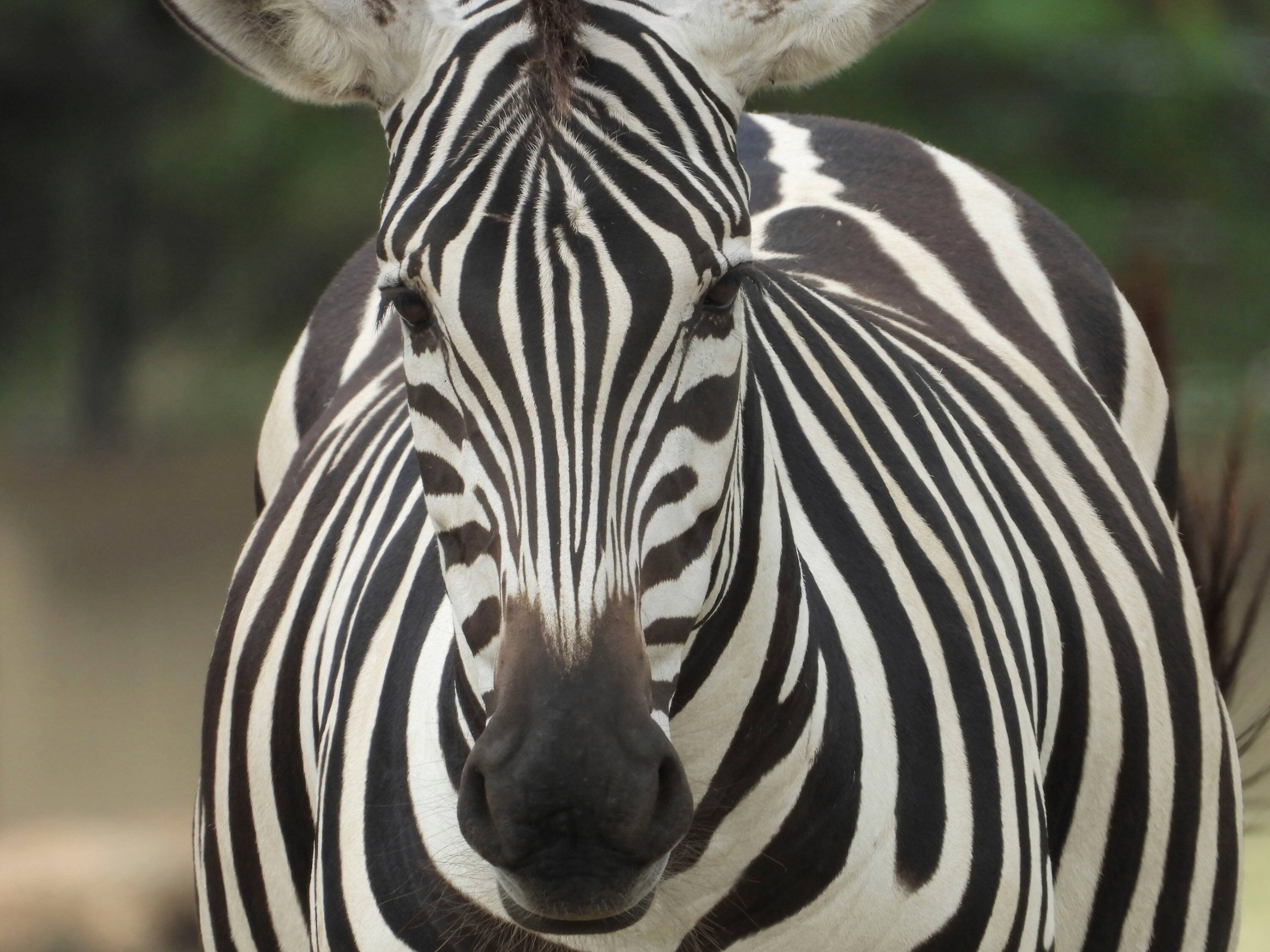 Alt View 11. Nikon - Nikon COOLPIX P1100 - Black.