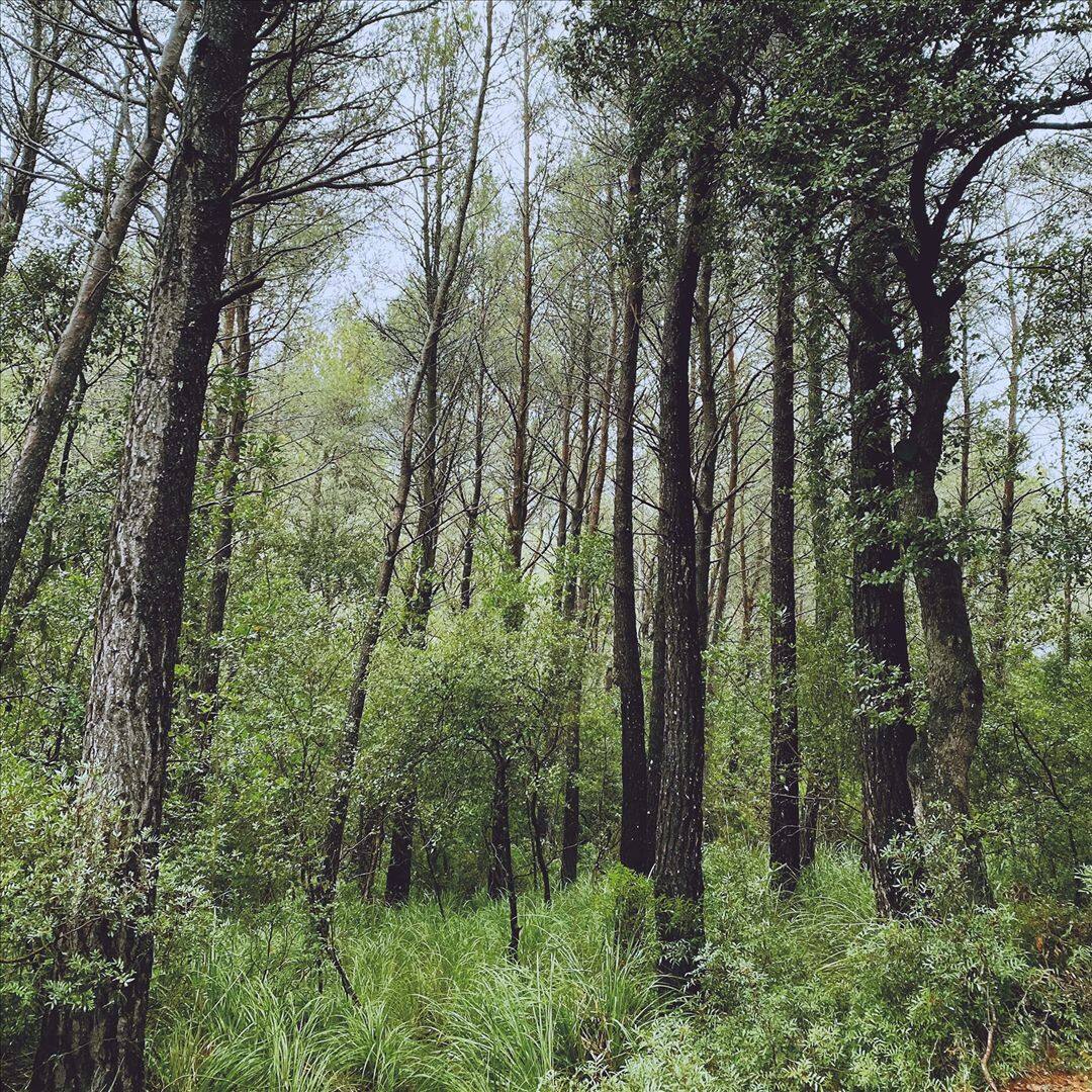 Front. Evergreen Oak [LP].