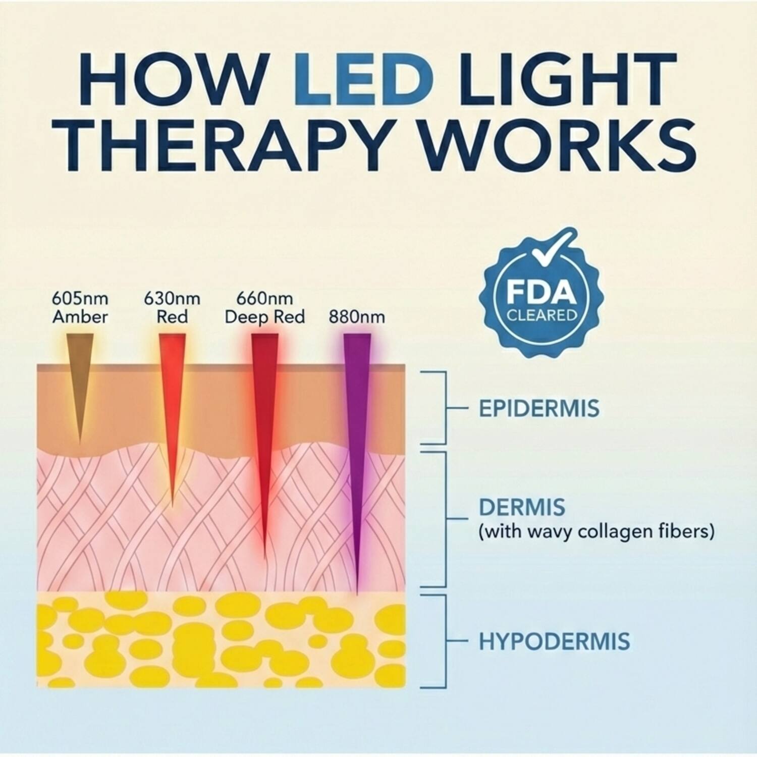 HOW LED LIGHT THERAPY WORKS

605nm Amber  
630nm Red  
660nm Deep Red  
880nm  

FDA CLEARED  

EPIDERMIS  
DERMIS (with wavy collagen fibers)  
HYPDERMIS