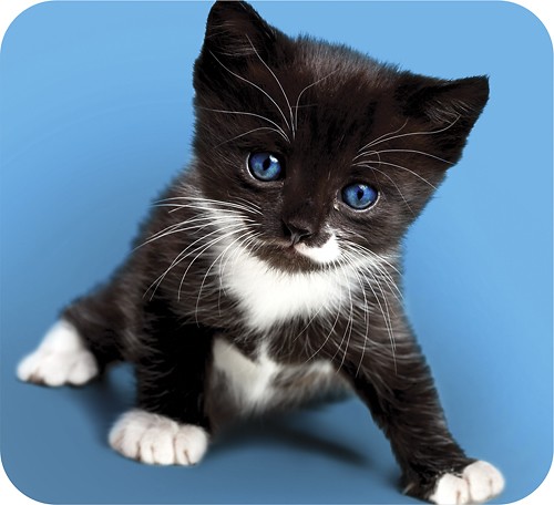  Handstands - Deluxe Kitten Mouse Pad - Blue/Black/White