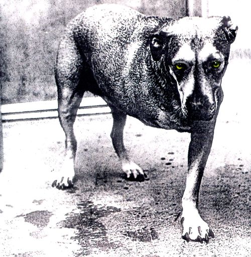  Alice in Chains [CD]