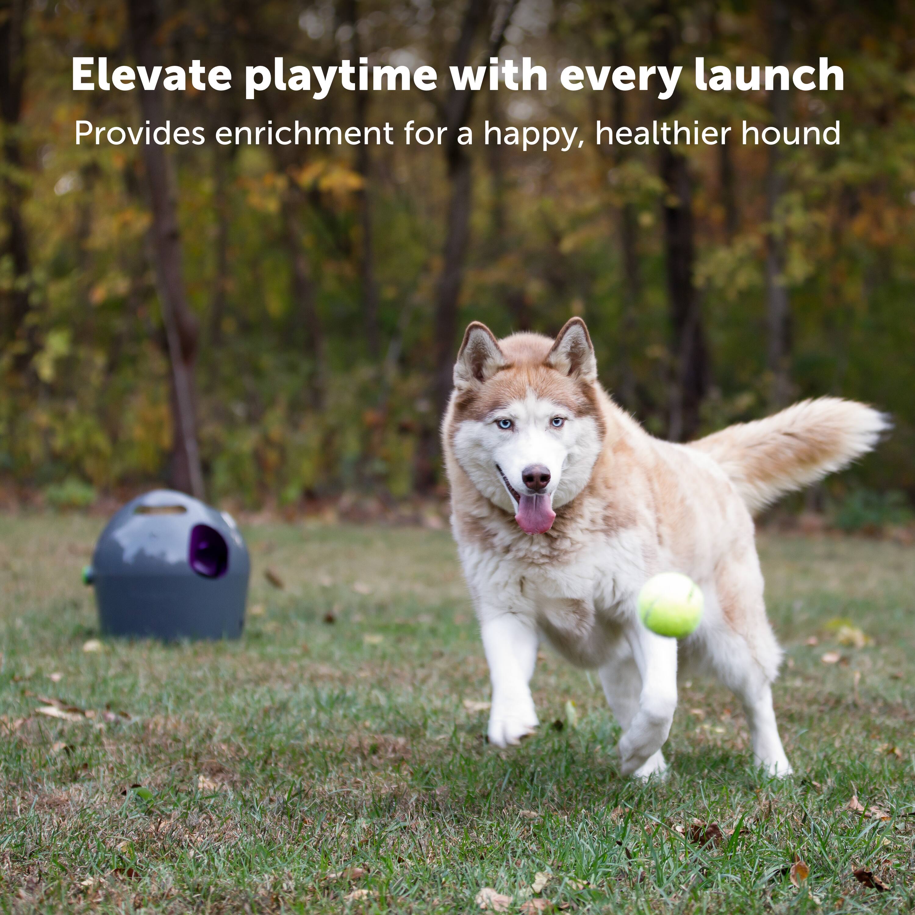 Elevate playtime with every launch. Provides enrichment for a happy, healthier hound.