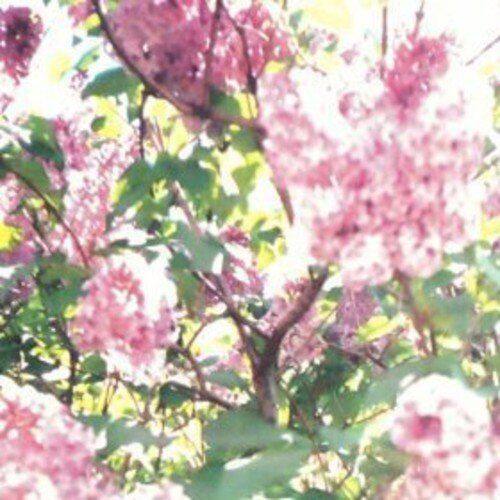 

Paisley Orchard [LP] - VINYL