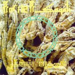 Front Standard. Agdal Reptiles on Majoun [CD].