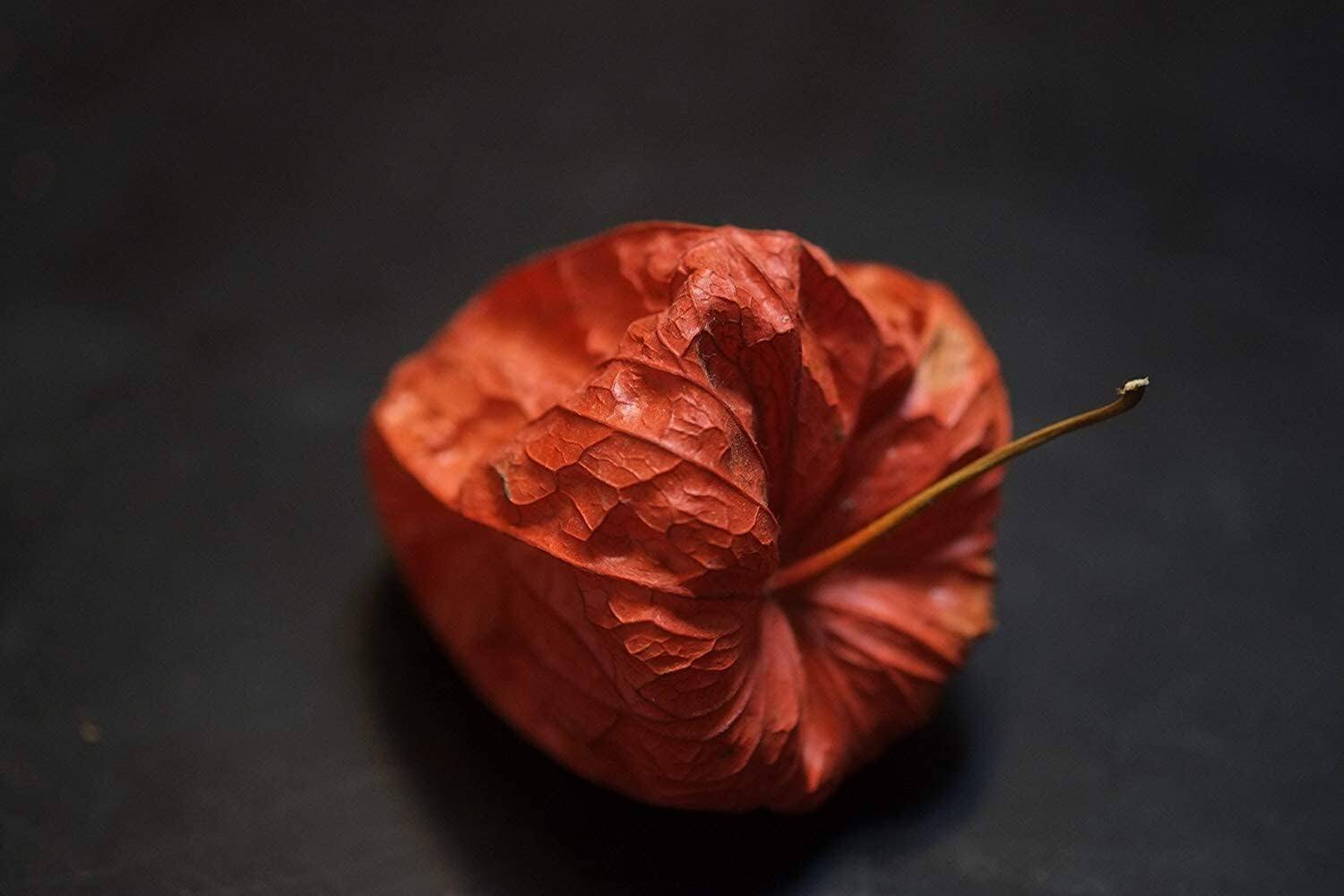 Alt View 1. Fujifilm - Fujifilm XF 60mm f/2.4 R Macro Lens (Black) with Advance Accessories and Travel Bundle | Fuji XF 60mmm - Black.