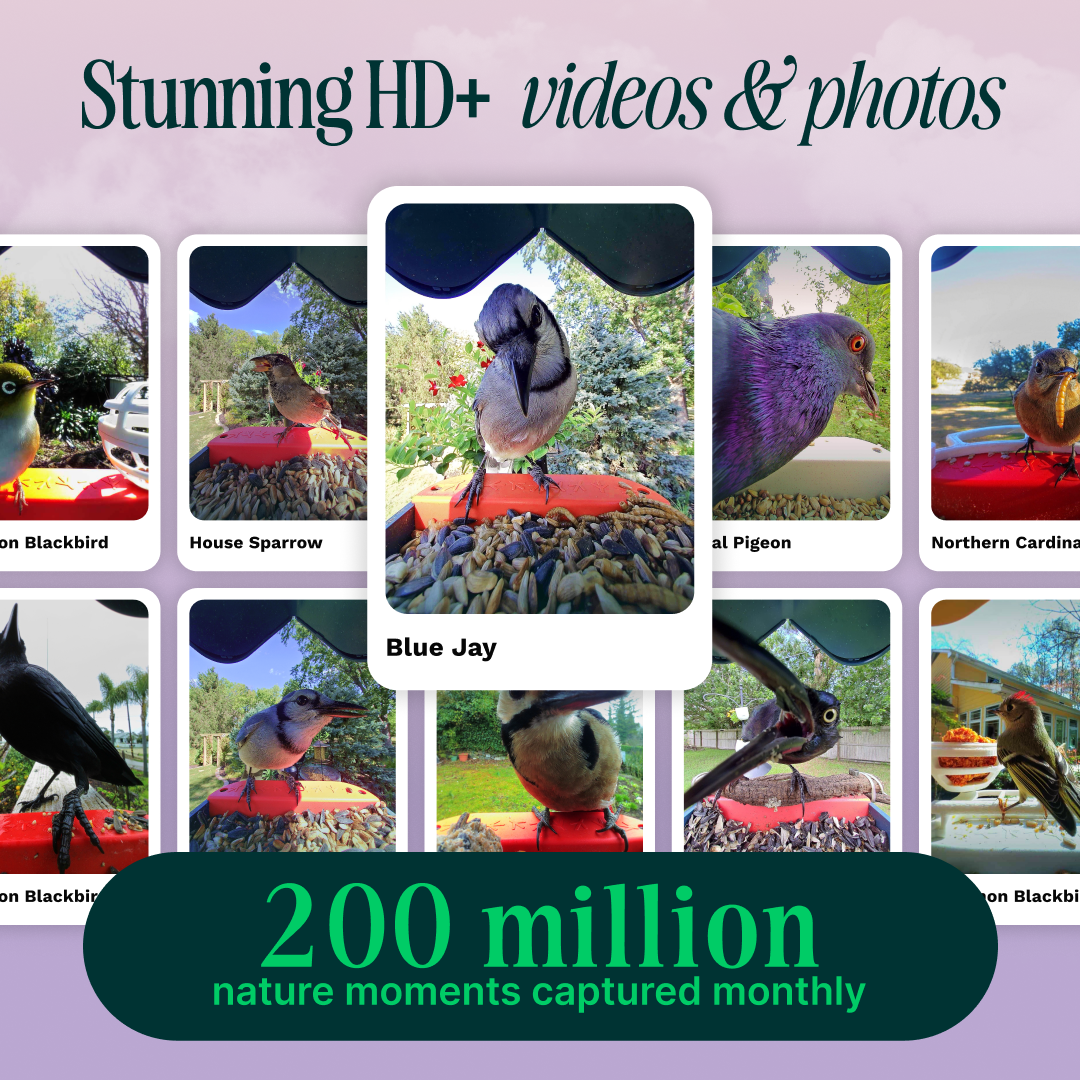 Stunning HD+ videos & photos on Blackbird, House Sparrow, at Pigeon, Northern Cardinal, Blue Jay. 200 million nature moments captured monthly on Blackbird.