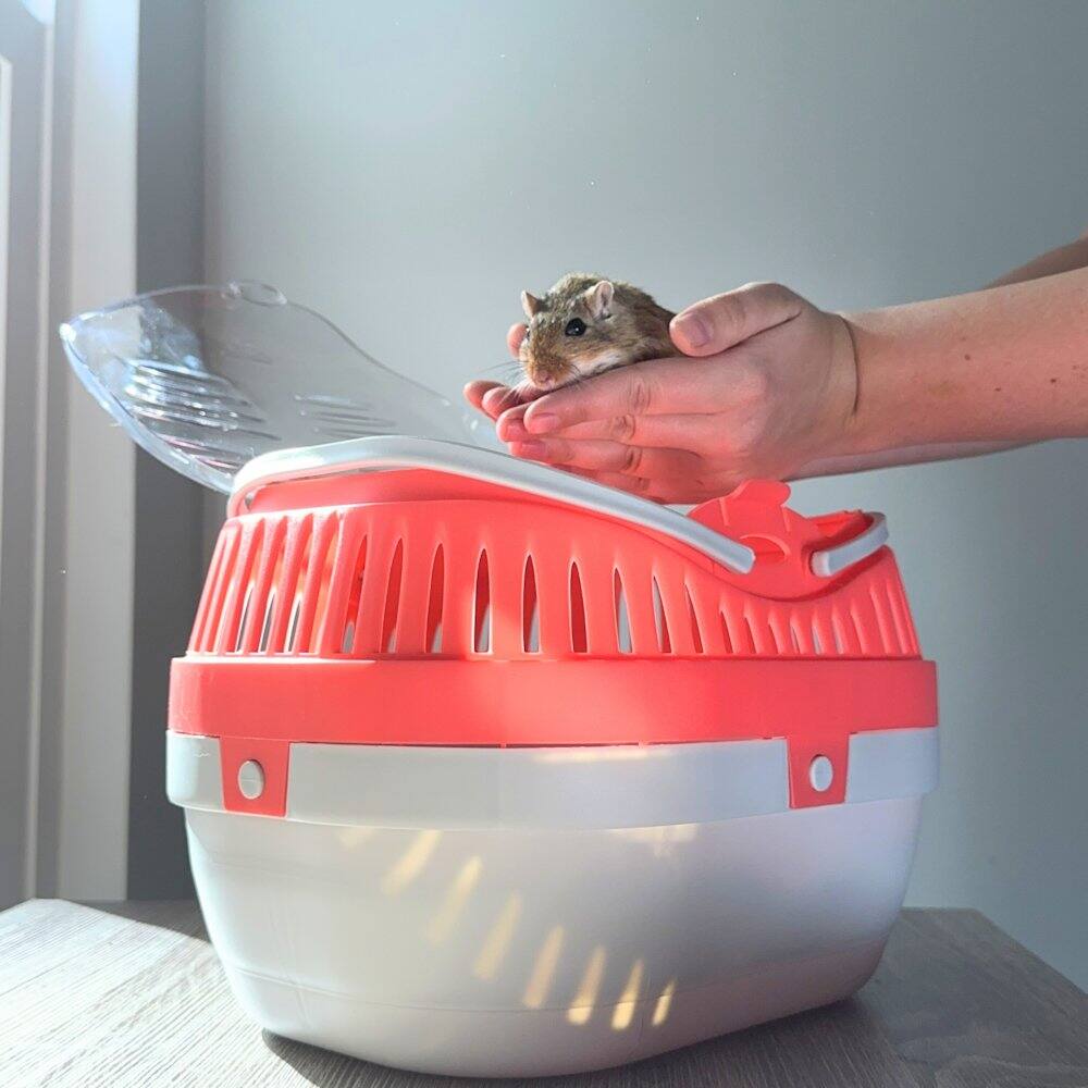 Angle. TRIXIE - Pico Transport Crate for Traveling, Small Pet Carrier Ideal for Hamsters - Assorted.
